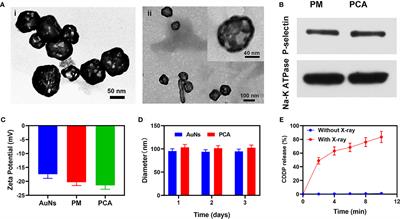 Platelet Membranes Coated Gold Nanocages for Tumor Targeted Drug Delivery and Amplificated Low-Dose Radiotherapy